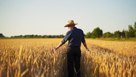 man farmer stroking ripe spikelets in field. back view of adult male in hat and shirt walking through wheat field agriculture at sunset.