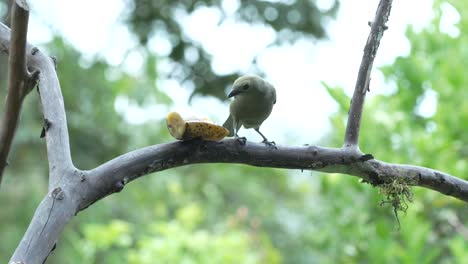palm tanager approaches and eats banana on tree branch