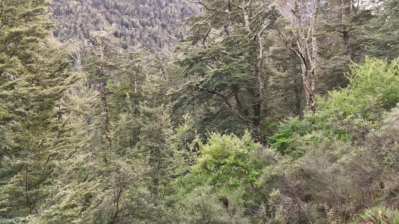 Camera slowly pans over dense, green native forest under soft daylight in Glenorchy, New Zealand