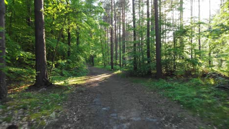 Tiro-De-Carro-De-Un-Camino-En-El-Bosque-Boreal