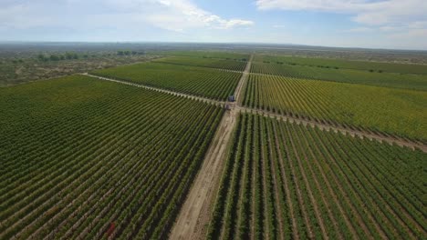 Antenne:-Traubenwein-Weinberge-In-Mendoza,-Argentinien