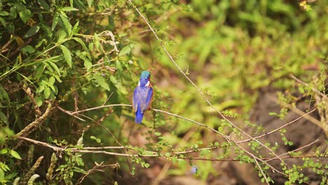 Malachit-Eisvogelvogel,-Wunderschöne,-Farbenfrohe-Afrikanische-Vögel,-Die-Auf-Einem-Ast-In-Afrika-Sitzen,-Auf-Einem-Ast-Auf-Einem-Ast-Sitzen,-Zweige-Eines-Busches-Auf-Einer-Wildtiersafari-In-Der-Masai-Mara,-Vogelwelt-In-Kenia