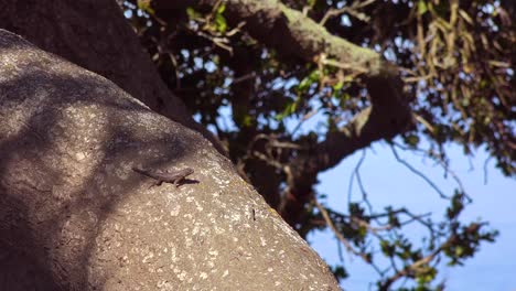 a lizard enjoys the sunshine on an old oak tree in central california