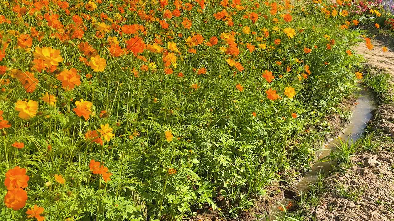 바람에 부드럽게 흔들리는 다채로운 꽃