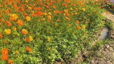 flores coloridas balanceándose suavemente en la brisa