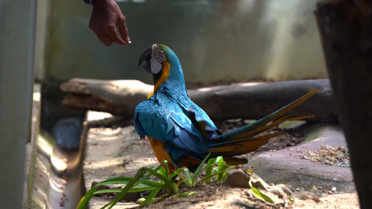 야생 동물원에서 동물 먹이, 관광객은 손바닥에 새 먹이와 함께 팔을  ⁇ 고, 이국적인 새 종, 파란색과 노란색 아라와, 아라 아라우나를 먹이