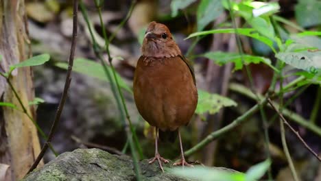 Die-Rostige-Pitta-Ist-Ein-Zutraulicher-Vogel,-Der-In-Hochgelegenen-Bergwäldern-Vorkommt,-Es-Gibt-So-Viele-Orte-In-Thailand,-Um-Diesen-Vogel-Zu-Finden