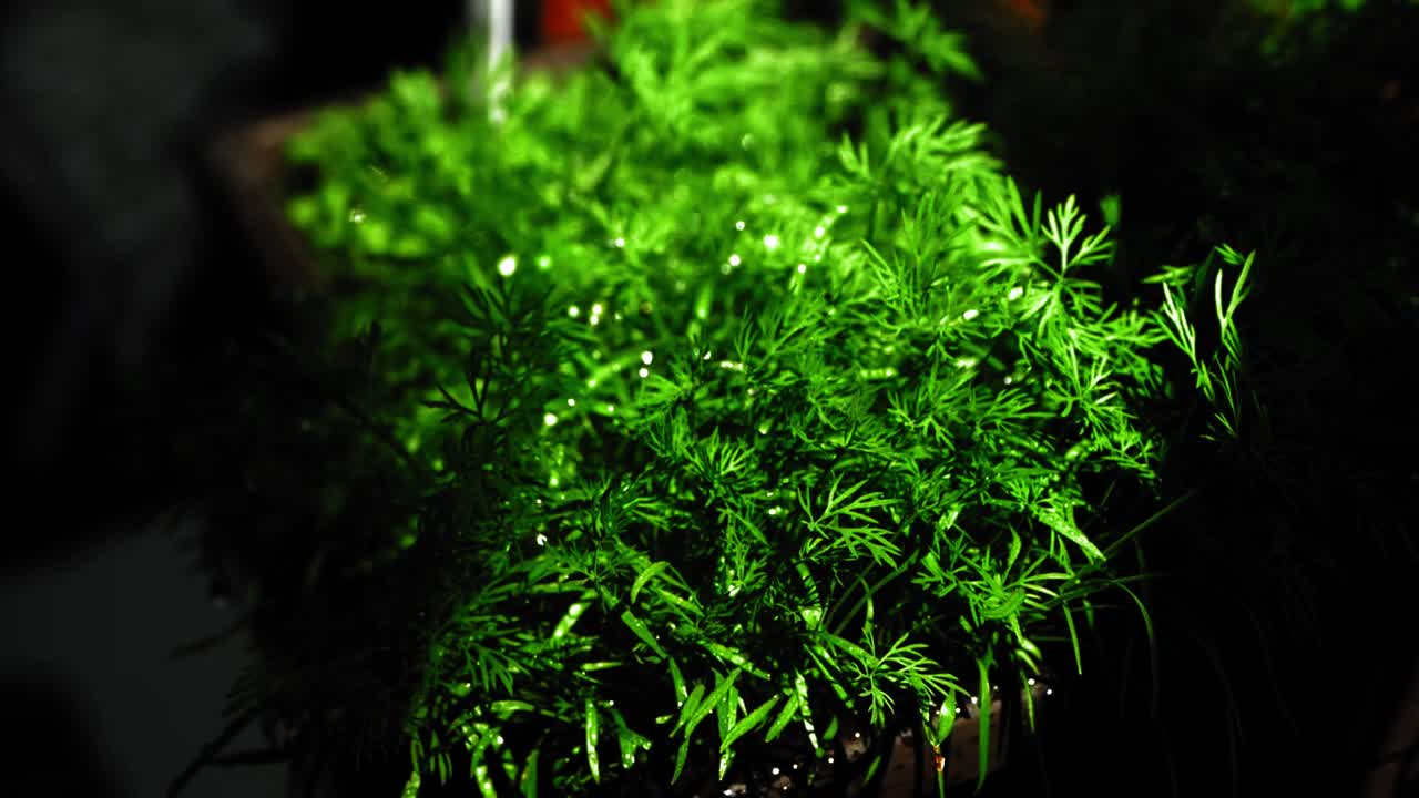 riego de una hierba de eneldo