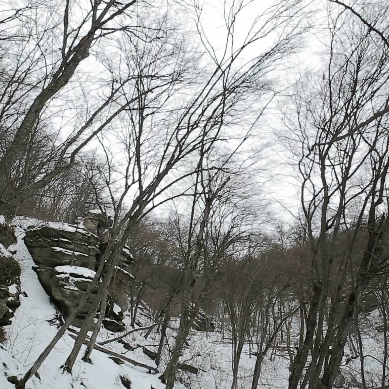 Hikers walking in forest