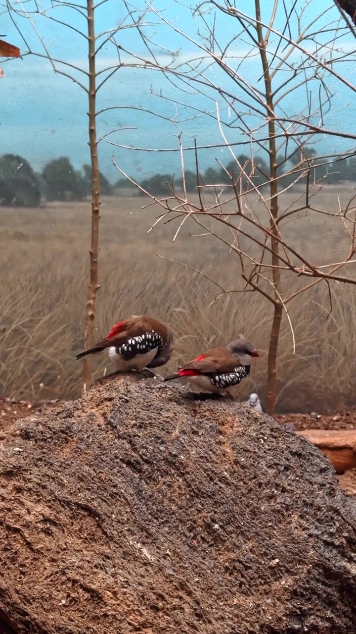 Due uccelli cercano cibo su una roccia in una prateria secca, in un ambiente naturale e alla luce del giorno