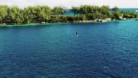 una sola gaviota volando sobre el océano en nassau