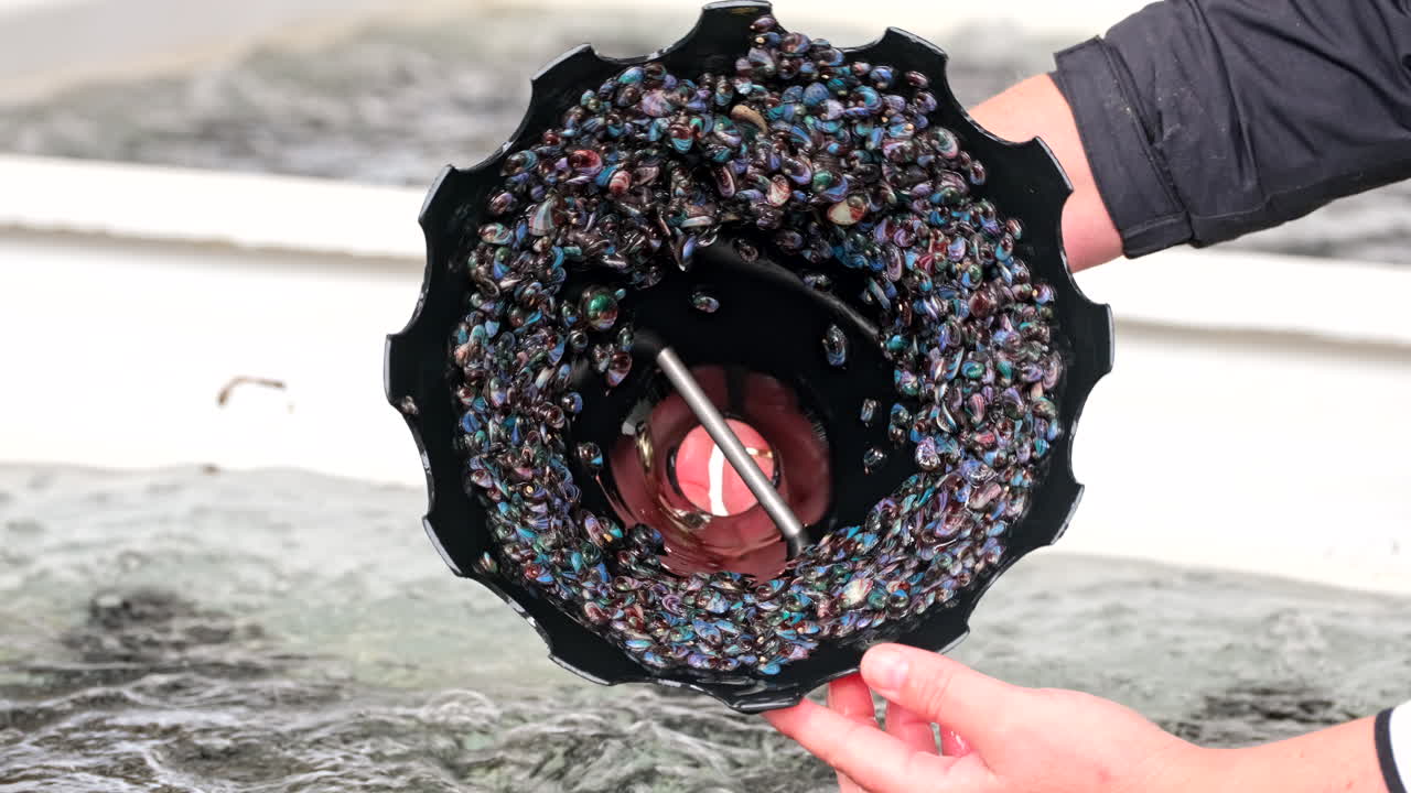 Hands lift plastic cone from tank housing hundreds of tiny baby abalone spat