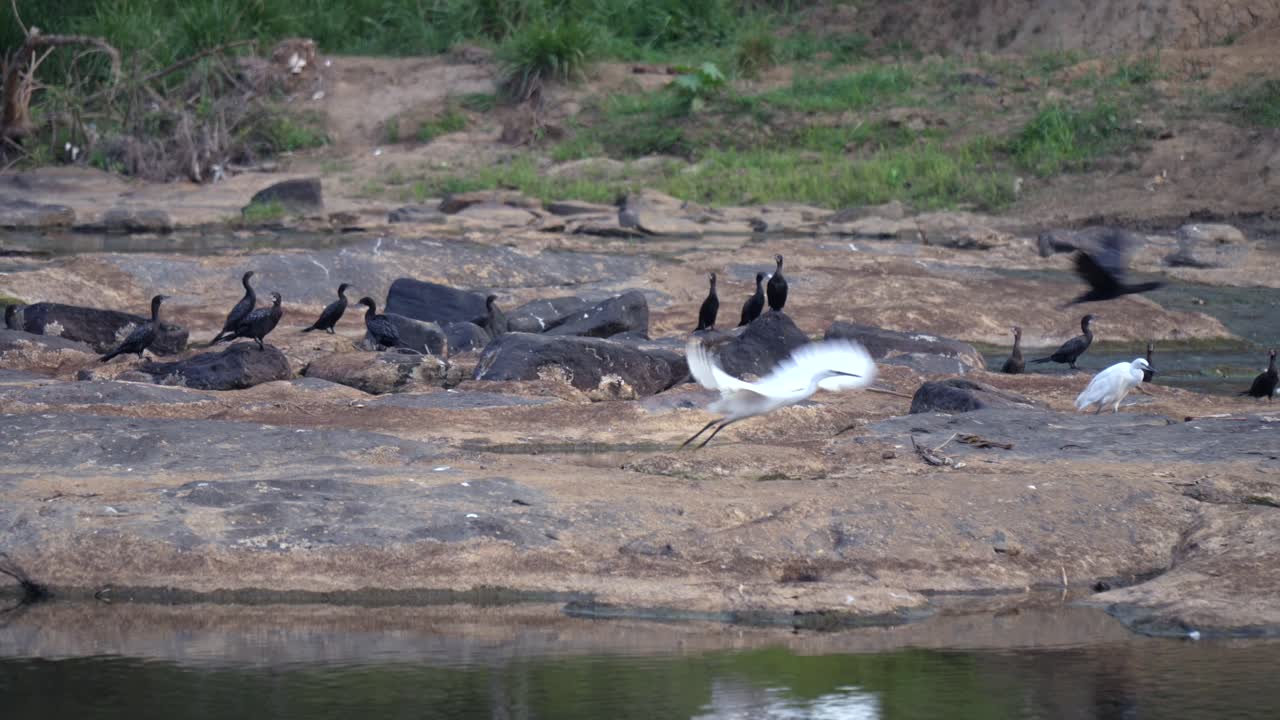 Rocky riverbank with birds resting, including cormorants and an egret, near Maha Oya