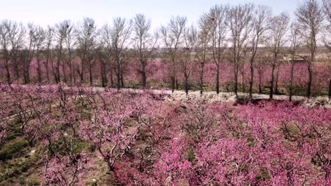 Volar-Sobre-La-Tierra-De-La-Granja-Campo-Jardín-Bosque-Huerta-De-Melocotón-En-La-Temporada-De-Primavera-Floreciente-Rosa-Flor-Melocotón-Fruta-Eco-Agricultura-Tradicional-Agricultor-Ramas-Llenas-De-Flor-Verde-Hierba-Silvestre-Fila-De-Seto