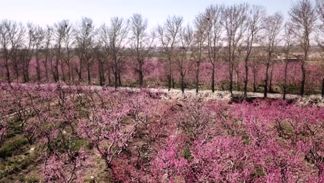 volar sobre la tierra de la granja campo jardín bosque huerta de melocotón en la temporada de primavera floreciente rosa flor melocotón fruta eco agricultura tradicional agricultor ramas llenas de flor verde hierba silvestre fila de seto