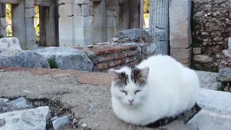 artemis one of the seven wonder of the ancient world at ephesus, turkey