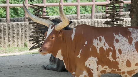 Ankole-watusi-kuh-Auf-Dem-Bauernhof