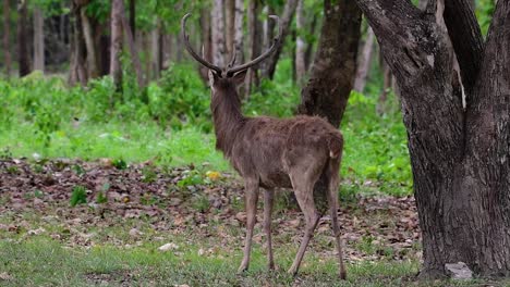 Der-Eldhirsch-Ist-Aufgrund-Von-Lebensraumverlust-Und-Jagd-Eine-Vom-Aussterben-Bedrohte-Art