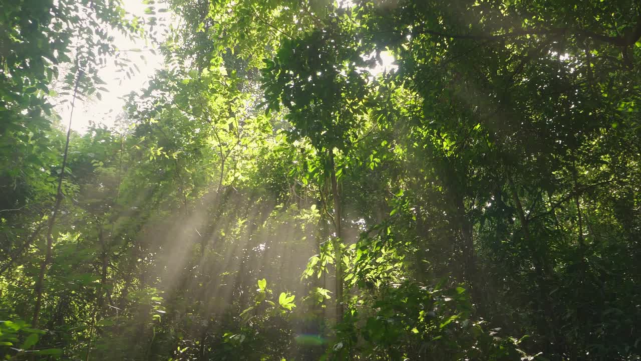 Sunbeams Pour Through Trees, Slow Motion