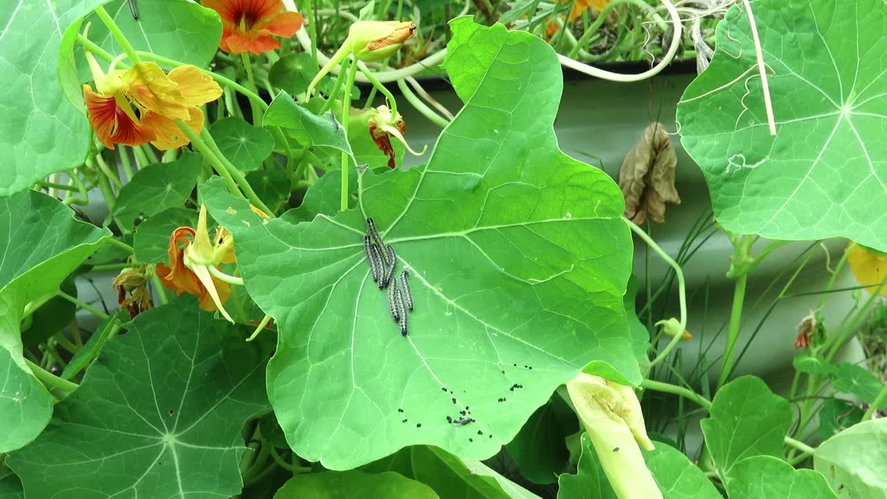 A group of caterpillars of thelarge white cabbage butterfly resting on a nasturtium leaf