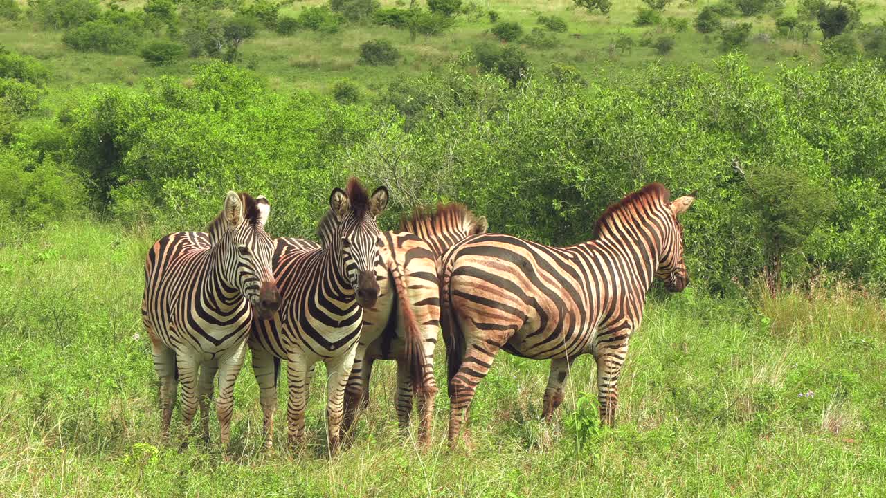 Fire almindelige zebraer står tæt sammen på savannen i Kruger Nationalpark
