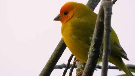 saffron finch bird tanager resting on small branch in south america