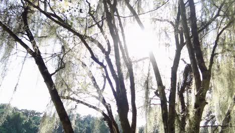 vegetation-in-orlando-florida-blue-spring