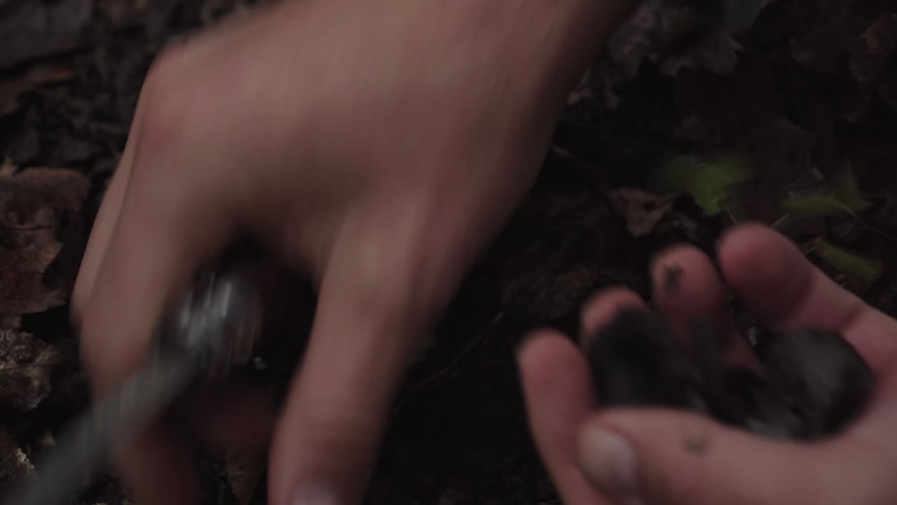 Close-up of hands holding small wild mushrooms and moving them between palms