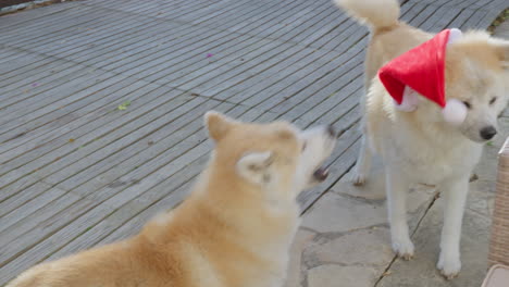 pair of akita inu dogs, funny amusing expressions as they charmingly request christmas gifts, creating a delightful and entertaining scene