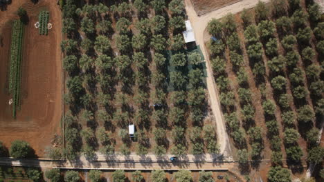 amplio top down time-lapse aéreo en una granja de olivos de trabajadores haciendo la cosecha