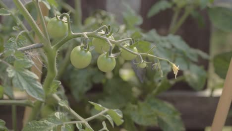 green tomatoes growing in a garden