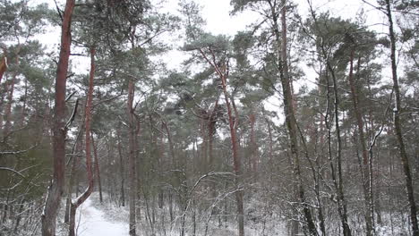 tilt and pan down from treetops in snow covered forest