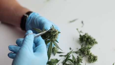 trimming cannabis buds for harvest