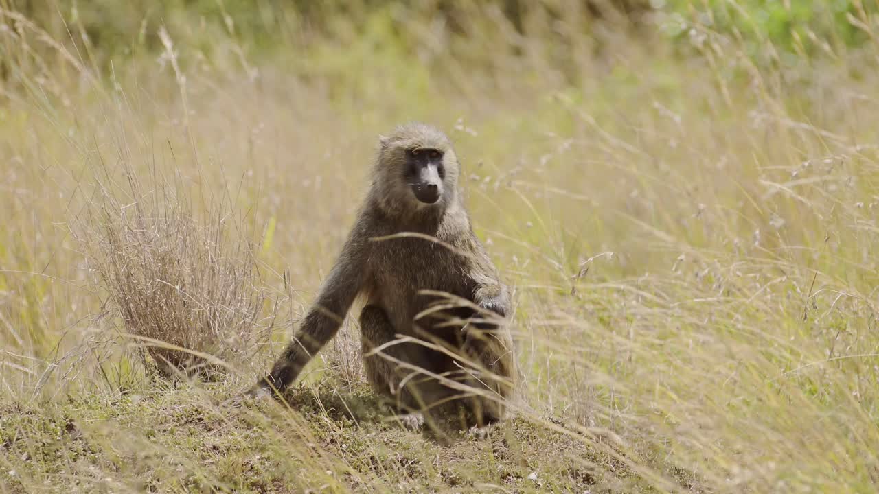 babuino caminando a cuatro patas a través del exuberante paisaje, vida silvestre africana en la reserva nacional de masai mara, kenia, áfrica animales de safari en la reserva de masai mara norte