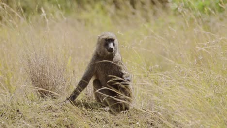 baboon walking on all fours through the lush landscape, african wildlife in maasai mara national reserve, kenya, africa safari animals in masai mara north conservancy