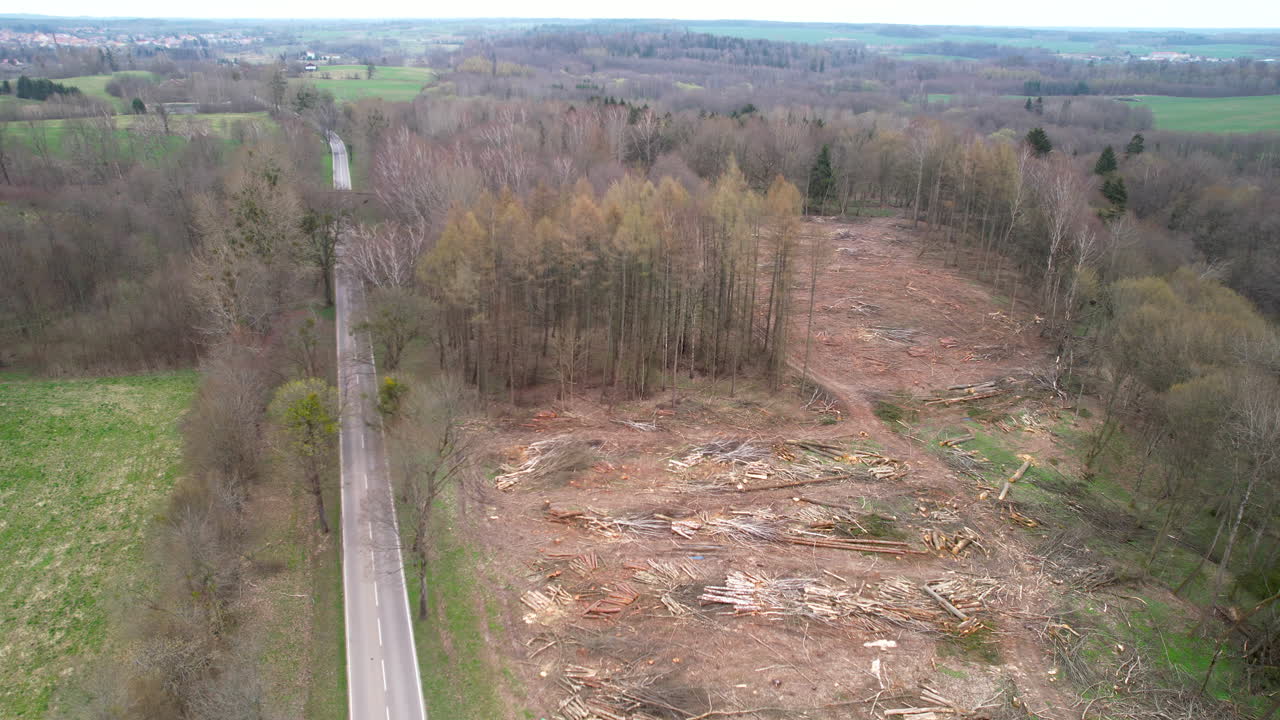 A Drone's Exploration of a Felled Forest: Record of Deforestation's Impact on Nature