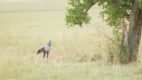 Ein-Einsamer-Sekretärsvogel,-Der-Unter-Einem-Baum-Steht