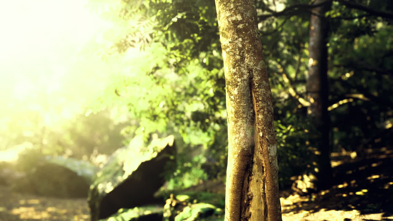 Sunlight filtering through trees creating a serene forest atmosphere
