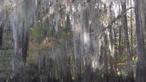 a pov shot traveling through a swamp in the everglades showing spanish moss