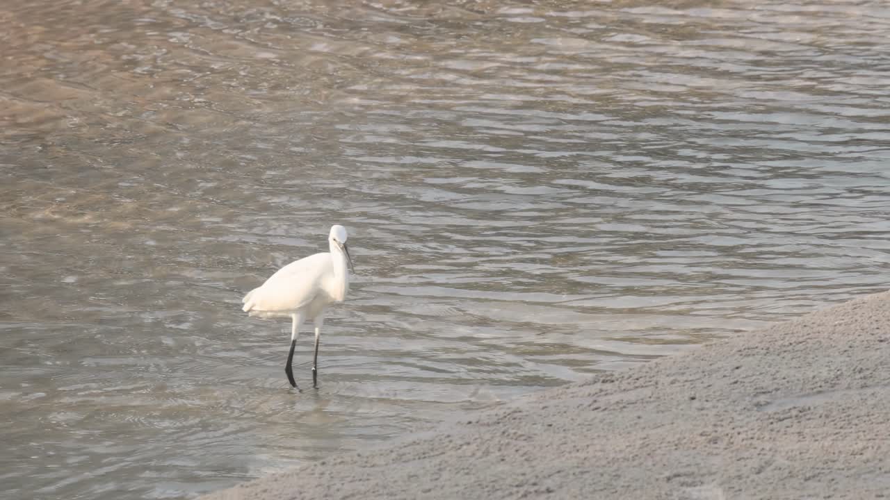 A solitary egret gracefully walks along the shoreline, wading through shallow waters in search of food.