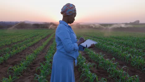 black african female farmer using a digital tablet to monitor a corn crop that is being irrigated on large scale vegetable farm