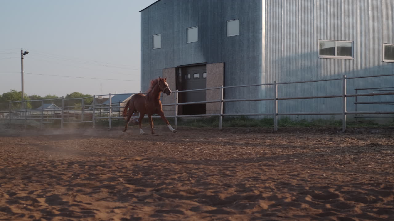 Horse Running in a Farm