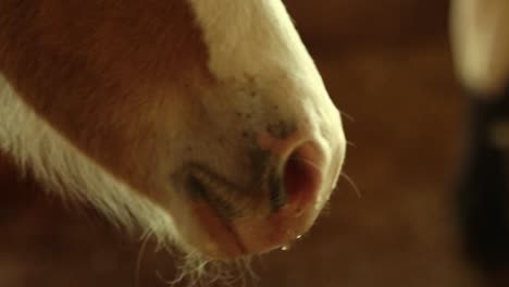 Closeup-of-brown-horse-nose-sniffs