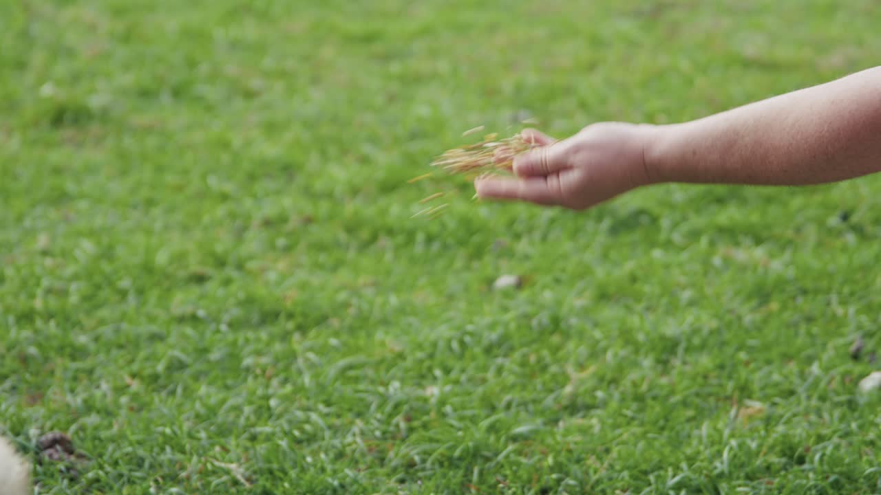 A person spreading seeds around on the green grass of a backyard to feed the chickens their scratch mix