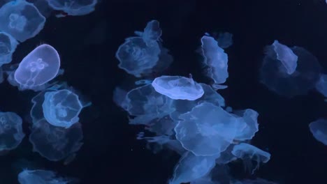 Moon-jellyfish-float-gracefully-in-a-dark-underwater-environment