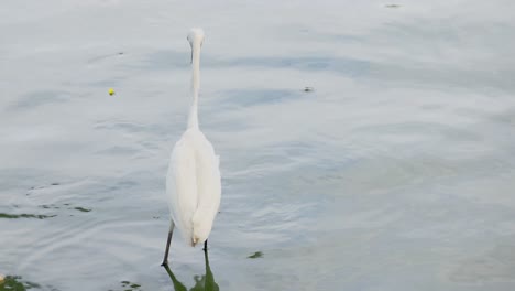 retrato de garceta pequeña en el parque