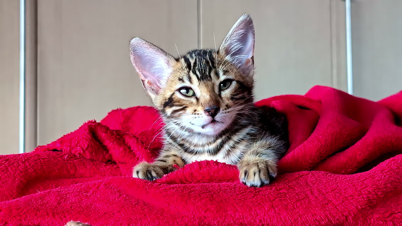 Güzel çizgili siyah kedi, kırmızı bir havluya yaslanmış. Riga, Letonya'dan komik kedi videosu.
