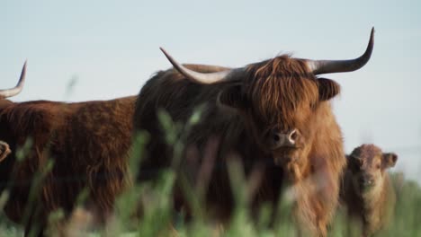 highland cattle in a field