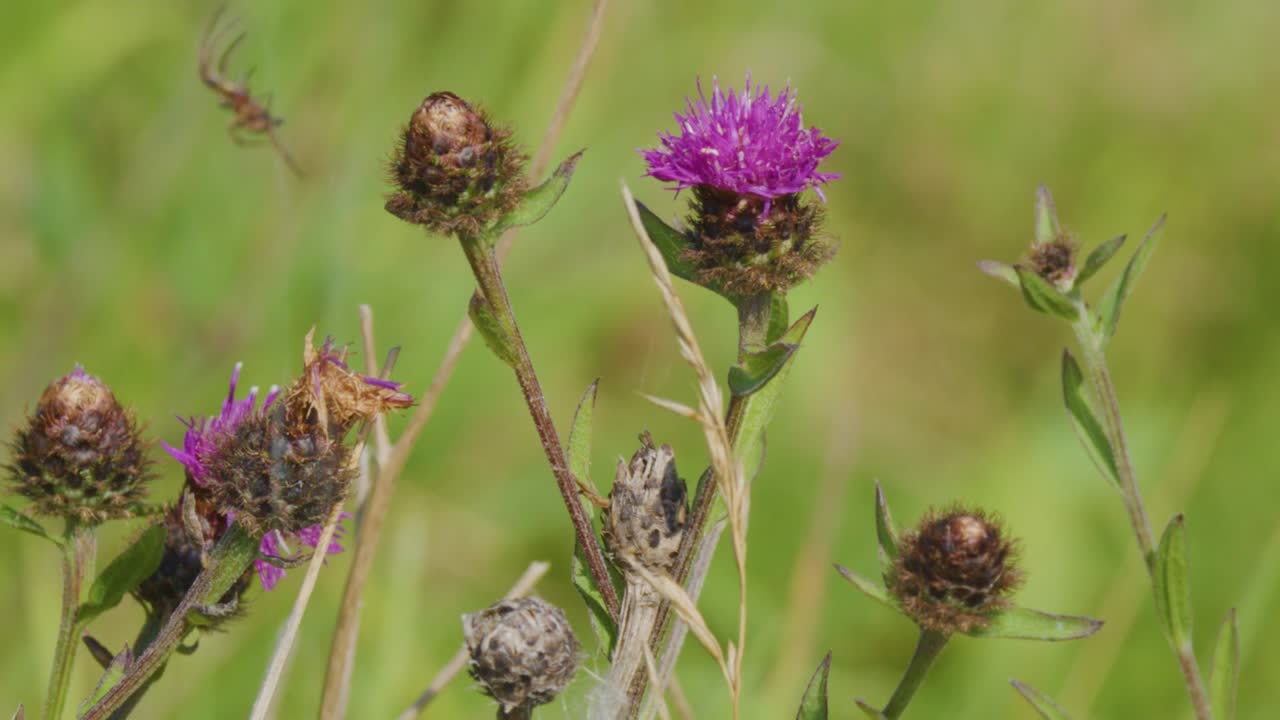 Livlige lilla tidselblomster og knopper bevæger sig forsigtigt mod en blød grøn bokeh-baggrund.