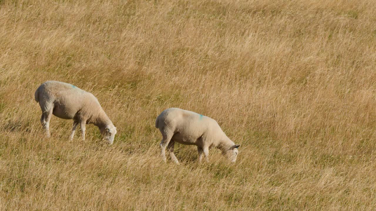 Due pecore pascolano tranquillamente su un prato secco sotto la luce naturale del giorno, ripresa ampia e stabile, paesaggio rurale